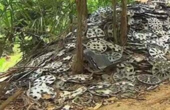 Calotas Perdidas Na Serra Do Mar O Misterio Do Freio Excessi