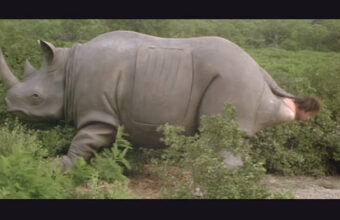 Rinoceronte Mecanico De Ace Ventura Com Pecas De Carro Sera